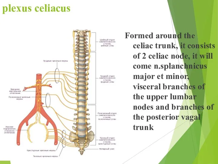 plexus celiacus Formed around the celiac trunk, it consists of