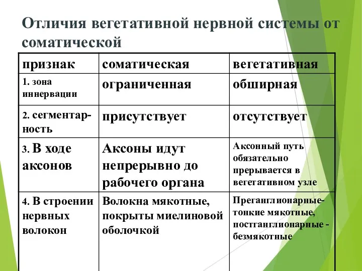 Отличия вегетативной нервной системы от соматической