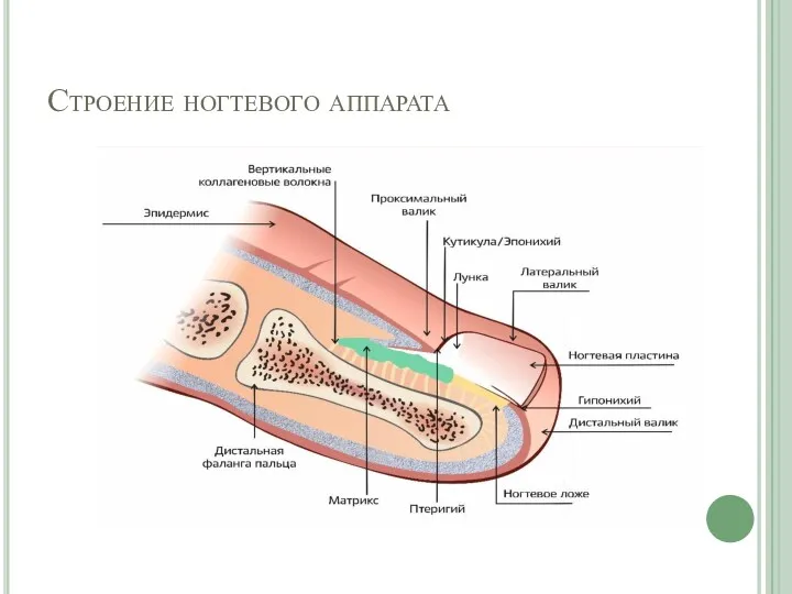 Строение ногтевого аппарата