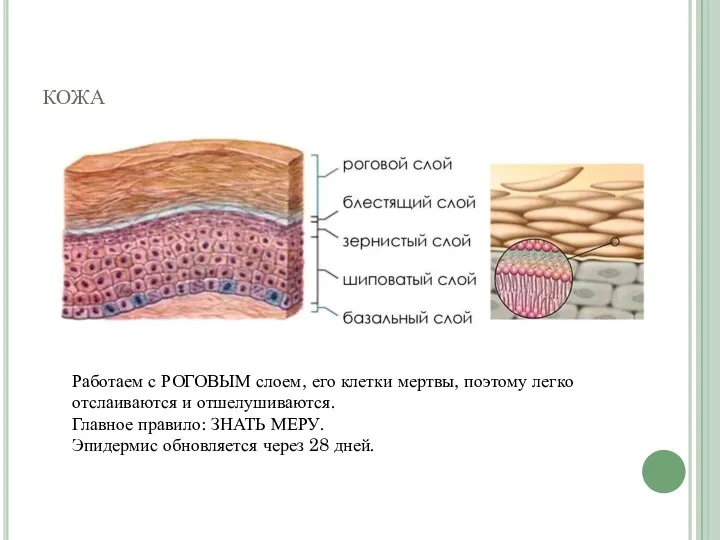 кожа Работаем с РОГОВЫМ слоем, его клетки мертвы, поэтому легко
