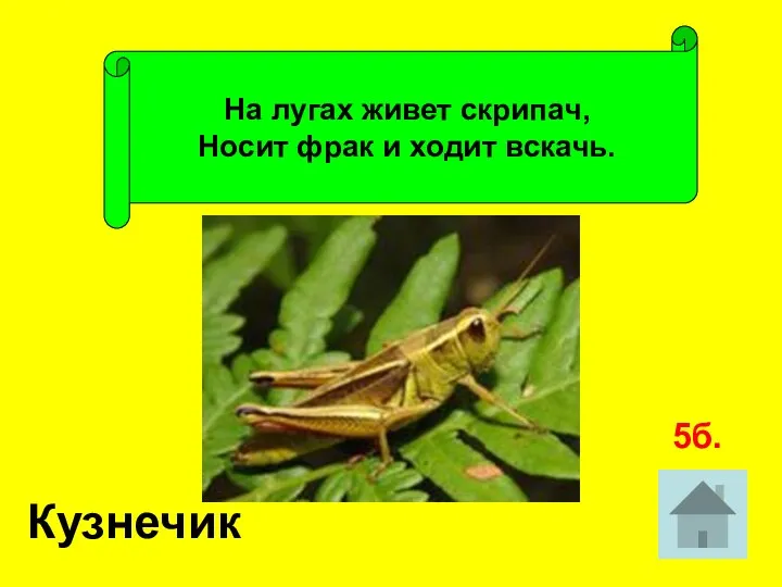 На лугах живет скрипач, Носит фрак и ходит вскачь. Кузнечик 5б.