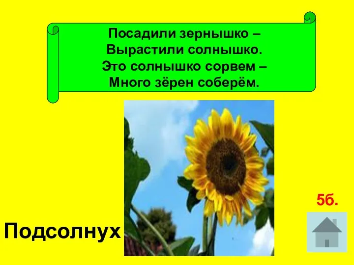 Посадили зернышко – Вырастили солнышко. Это солнышко сорвем – Много зёрен соберём. Подсолнух 5б.