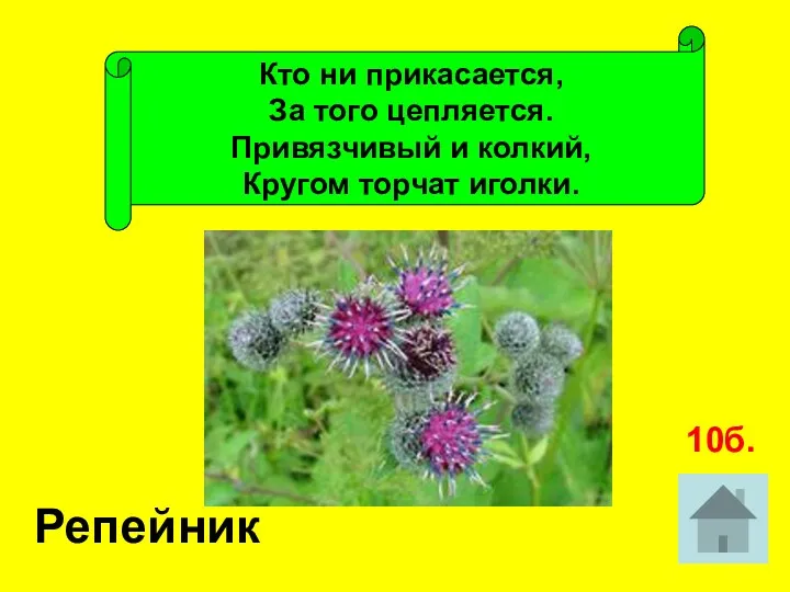 Кто ни прикасается, За того цепляется. Привязчивый и колкий, Кругом торчат иголки. Репейник 10б.