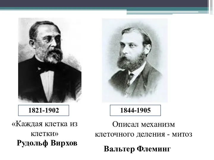 Вальтер Флеминг 1821-1902 1844-1905 «Каждая клетка из клетки» Рудольф Вирхов Описал механизм клеточного деления - митоз