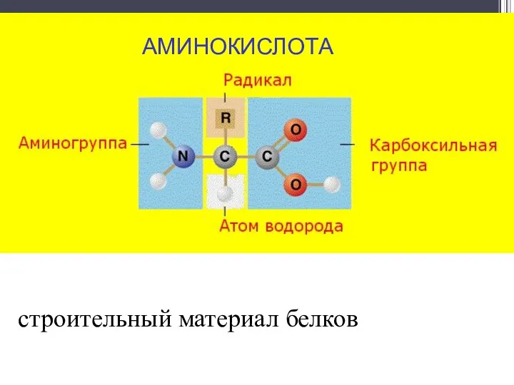 АМИНОКИСЛОТА строительный материал белков