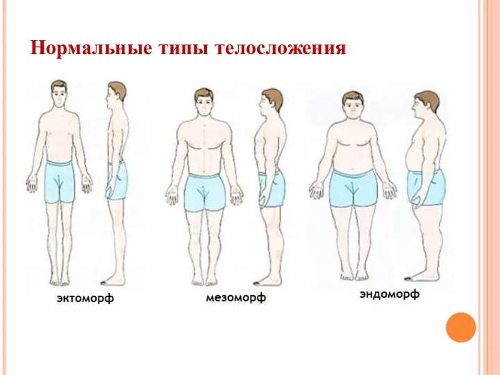 Нормальные типы телосложения