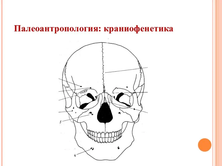 Палеоантропология: краниофенетика