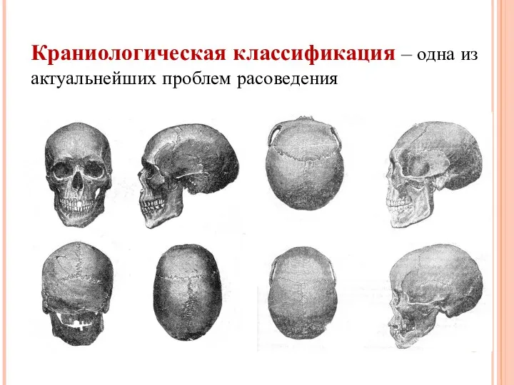 Краниологическая классификация – одна из актуальнейших проблем расоведения