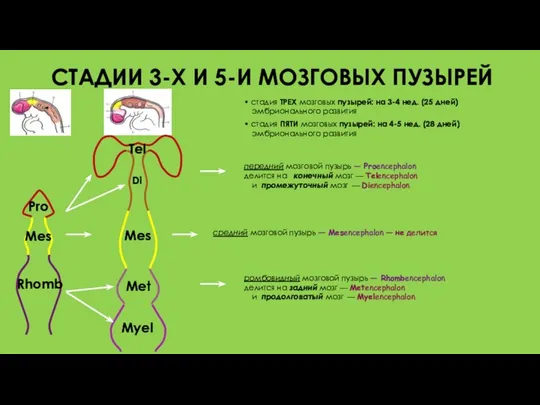 СТАДИИ 3-Х И 5-И МОЗГОВЫХ ПУЗЫРЕЙ Pro Mes Rhomb •