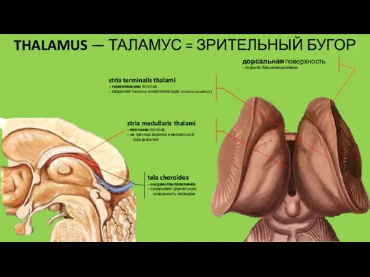 stria terminalis thalami – терминальная полоска, – разделяет thalamus и