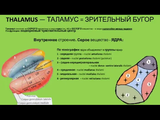 Внутреннее строение. Серое вещество - ЯДРА: Таламус состоит из СЕРОГО