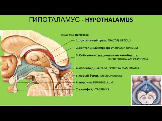 кроме того, Включает: 1. зрительный тракт, TRACTUS OPTICUS 2. зрительный