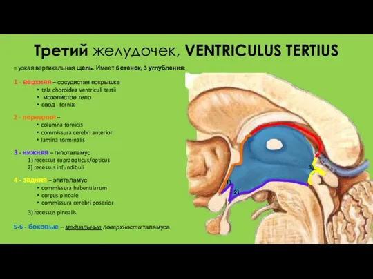 Третий желудочек, VENTRICULUS TERTIUS = узкая вертикальная щель. Имеет 6