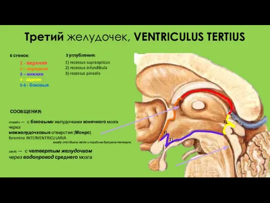 Третий желудочек, VENTRICULUS TERTIUS 6 стенок: 1 - верхняя 2