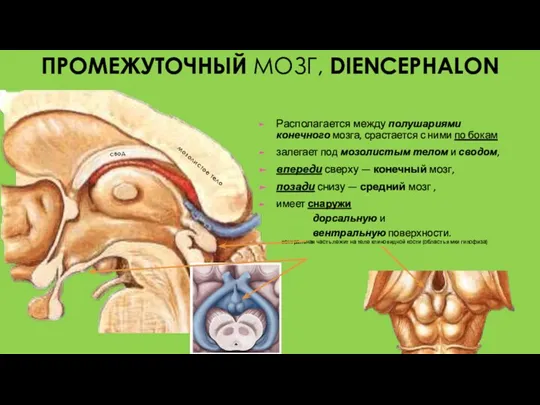 мозолистое тело свод ПРОМЕЖУТОЧНЫЙ МОЗГ, DIENCEPHALON Располагается между полушариями конечного