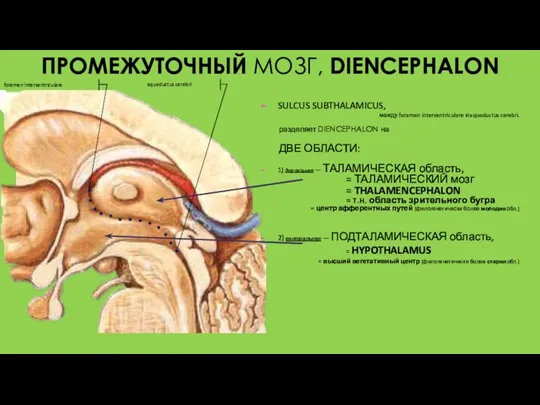 ПРОМЕЖУТОЧНЫЙ МОЗГ, DIENCEPHALON SULCUS SUBTHALAMICUS, между foramen interventriculare и aqueductus