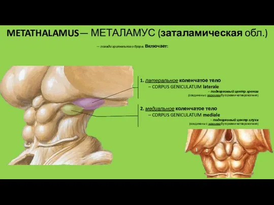 METATHALAMUS— МЕТАЛАМУС (заталамическая обл.) — позади зрительного бугра. Включает: 1.