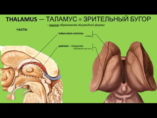 THALAMUS — ТАЛАМУС = ЗРИТЕЛЬНЫЙ БУГОР – парное образование яйцевидной