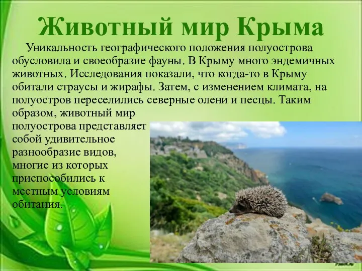 Животный мир Крыма Уникальность географического положения полуострова обусловила и своеобразие фауны. В Крыму