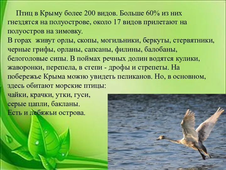 Птиц в Крыму более 200 видов. Больше 60% из них