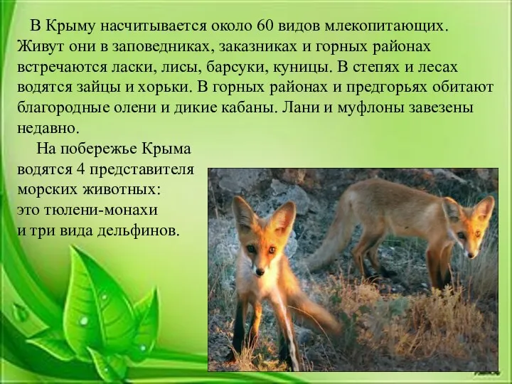 В Крыму насчитывается около 60 видов млекопитающих. Живут они в
