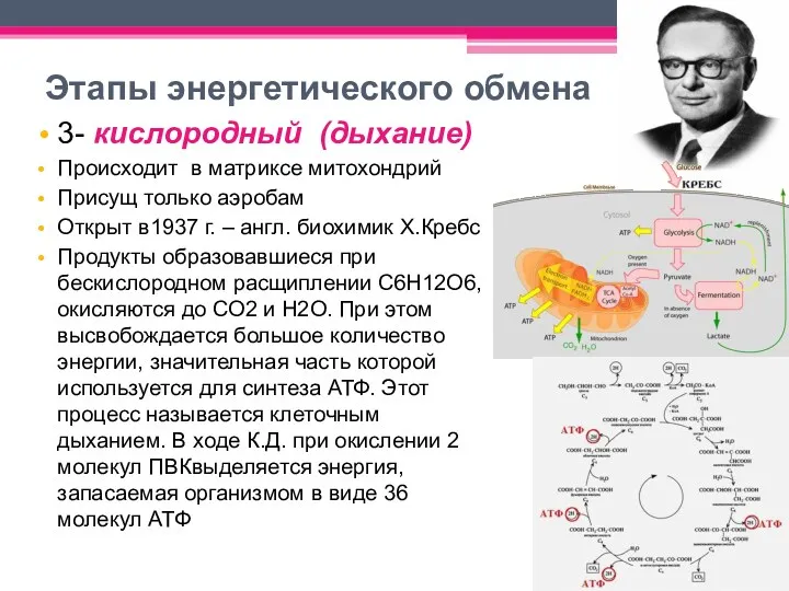 Этапы энергетического обмена 3- кислородный (дыхание) Происходит в матриксе митохондрий