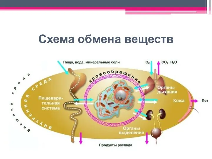 Схема обмена веществ