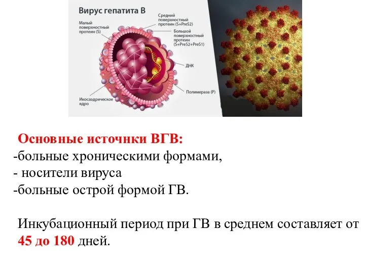 Основные источнки ВГВ: больные хроническими формами, носители вируса больные острой