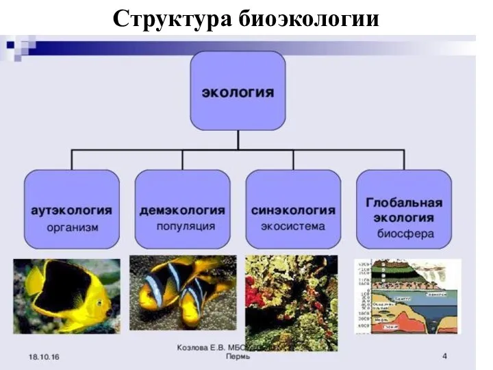 Структура биоэкологии