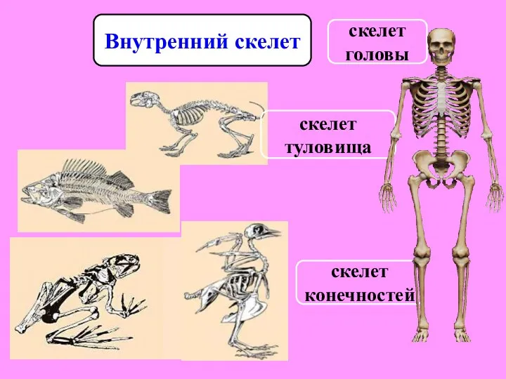 скелет головы скелет туловища скелет конечностей Внутренний скелет