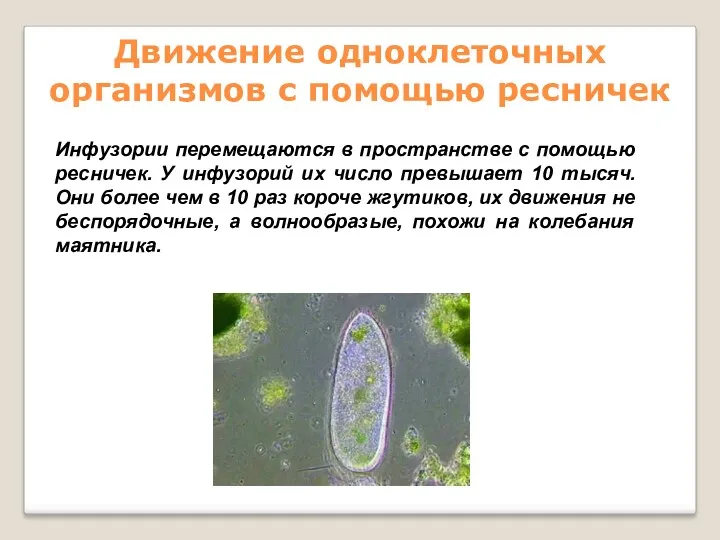 Движение одноклеточных организмов с помощью ресничек Инфузории перемещаются в пространстве
