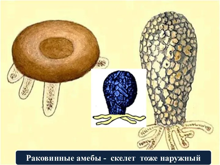 Раковинные амебы - скелет тоже наружный