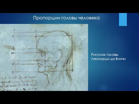Рисунок головы Леонардо да Винчи Пропорции головы человека