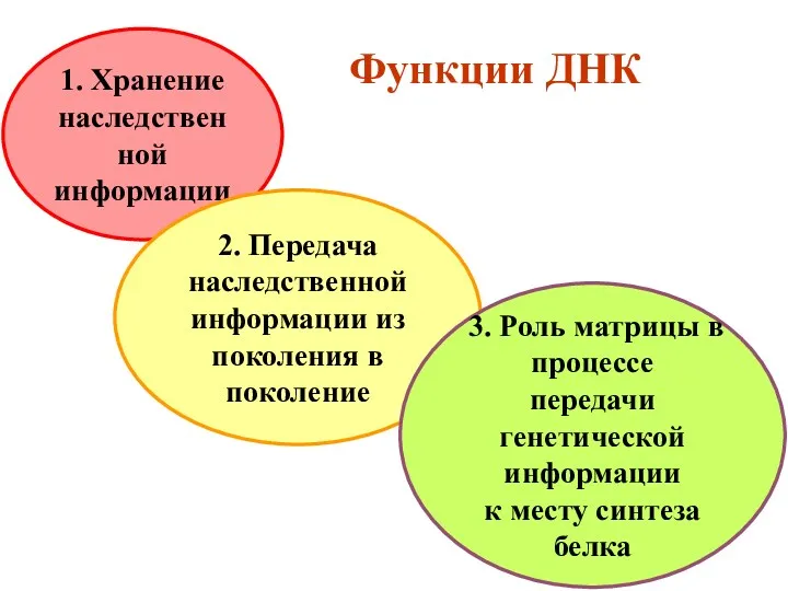 1. Хранение наследственной информации 2. Передача наследственной информации из поколения