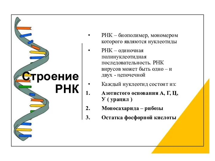 РНК – биополимер, мономером которого являются нуклеотиды РНК – одиночная