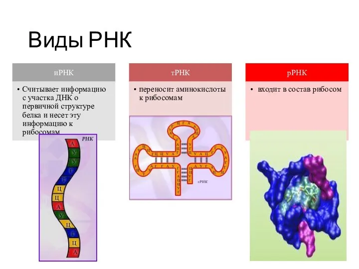 Виды РНК