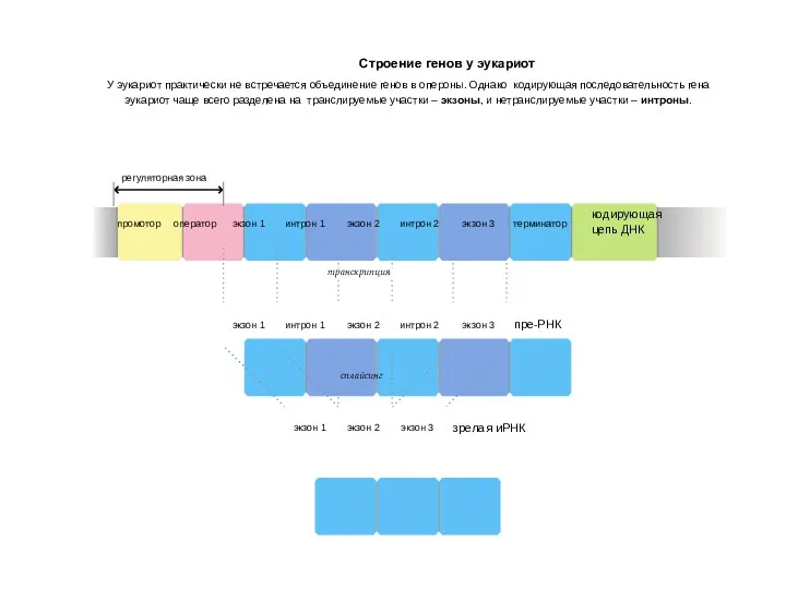 Строение генов у эукариот У эукариот практически не встречается объединение