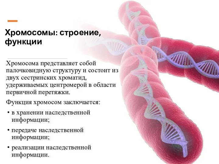 Хромосомы: строение, функции Хромосома представляет собой палочковидную структуру и состоит