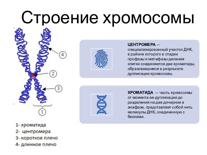 Строение хромосомы