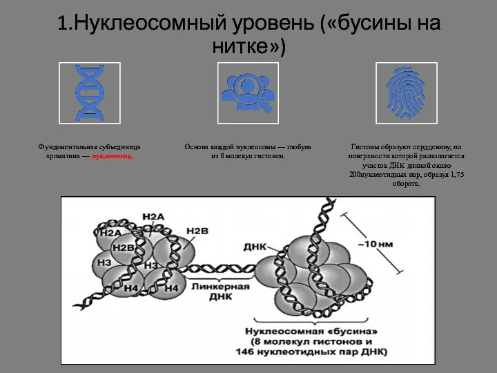 1.Нуклеосомный уровень («бусины на нитке»)