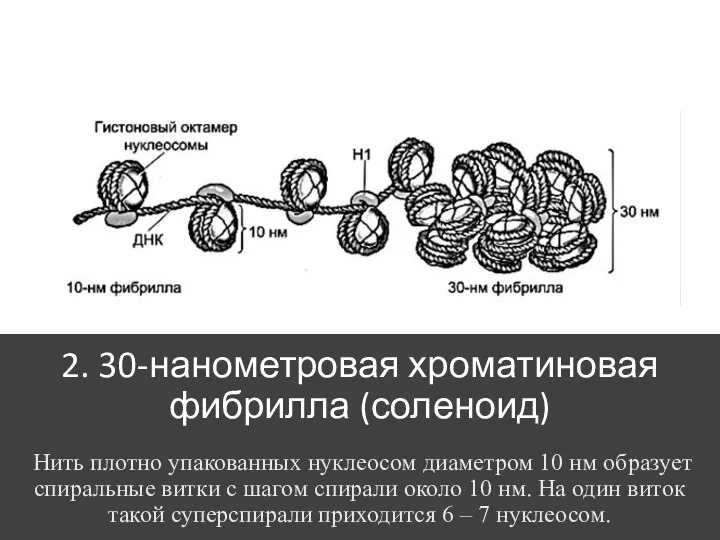 2. 30-нанометровая хроматиновая фибрилла (соленоид) Нить плотно упакованных нуклеосом диаметром