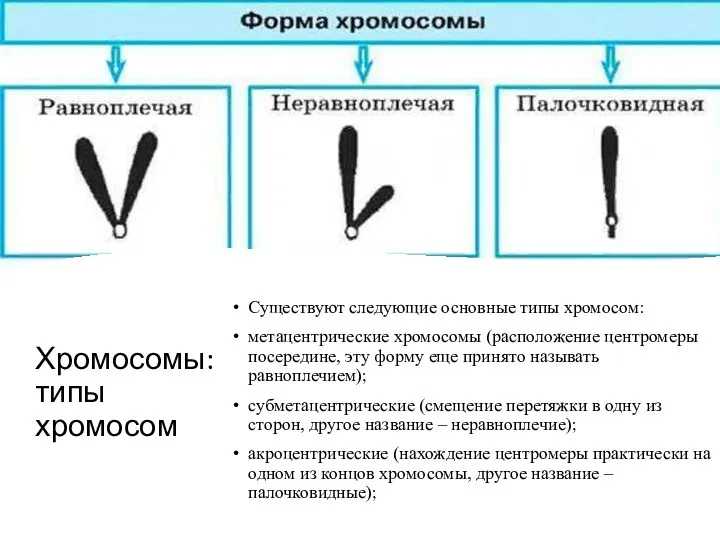 Хромосомы: типы хромосом Существуют следующие основные типы хромосом: метацентрические хромосомы