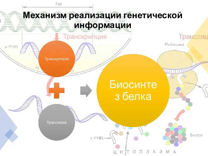 Механизм реализации генетической информации