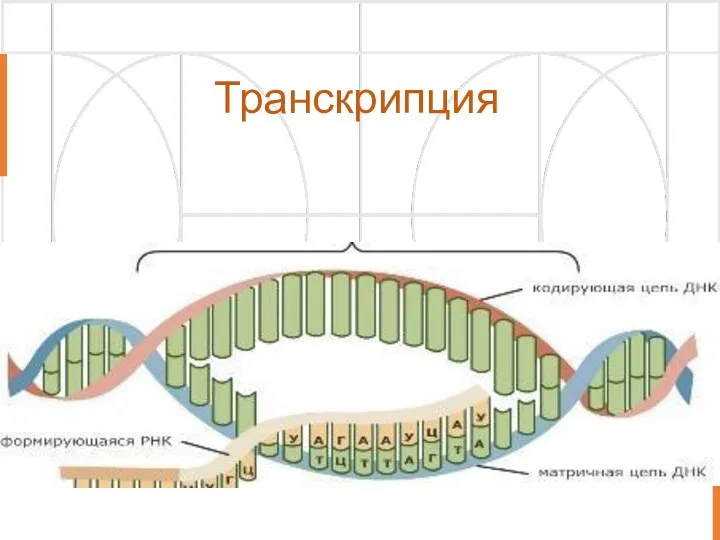 Транскрипция