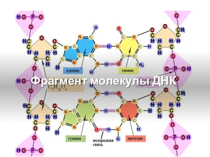 Фрагмент молекулы ДНК