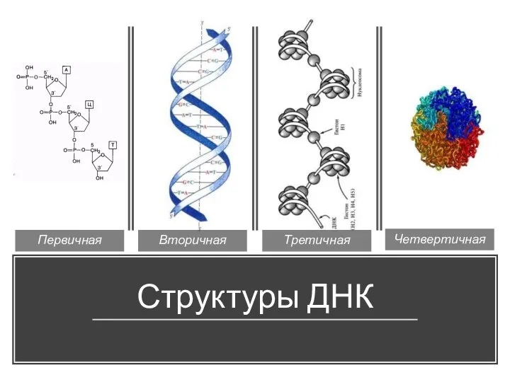 Структуры ДНК Первичная Вторичная Третичная Четвертичная