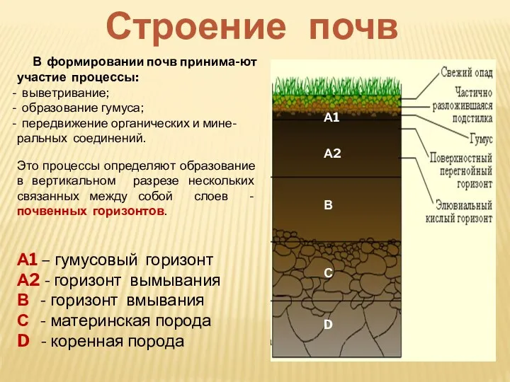Строение почв В формировании почв принима-ют участие процессы: выветривание; образование гумуса; передвижение органических