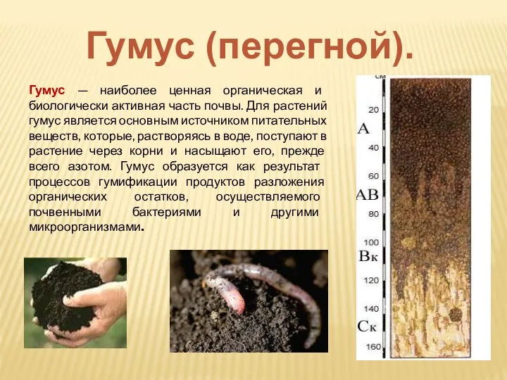 Гумус — наиболее ценная органическая и биологически активная часть почвы. Для растений гумус