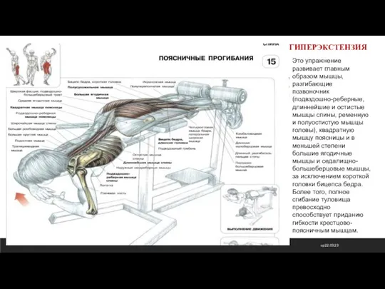 ср 22.03.23 ГИПЕРЭКСТЕНЗИЯ Это упражнение развивает главным образом мышцы, разгибающие