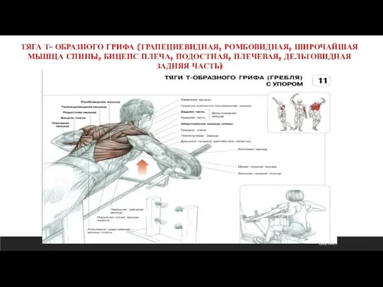 ср 22.03.23 ТЯГА Т- ОБРАЗНОГО ГРИФА (ТРАПЕЦИЕВИДНАЯ, РОМБОВИДНАЯ, ШИРОЧАЙШАЯ МЫШЦА